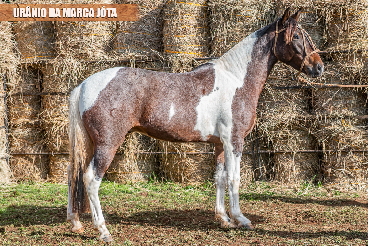 URÂNIO DA MARCA JÓTA
