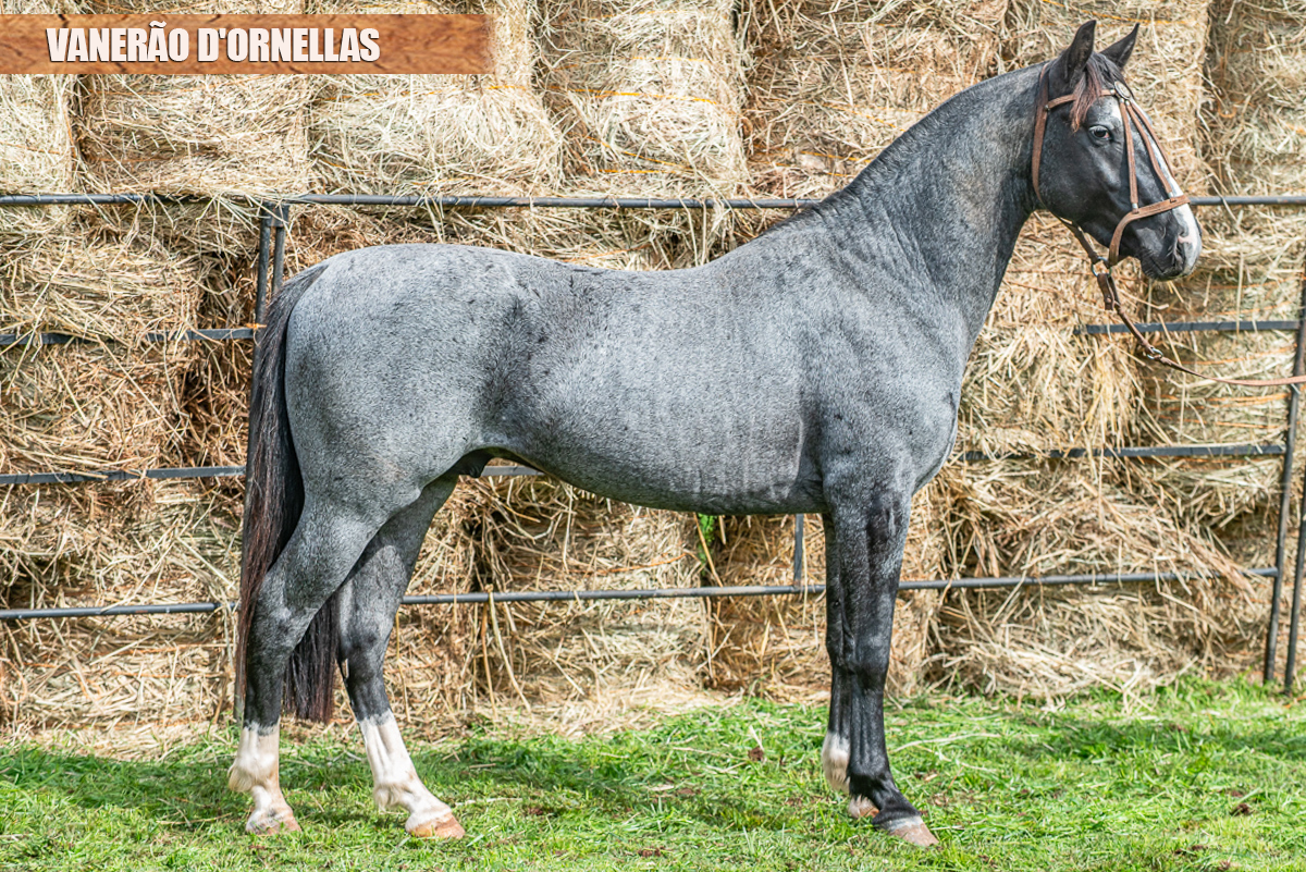 VANERÃO D'ORNELLAS