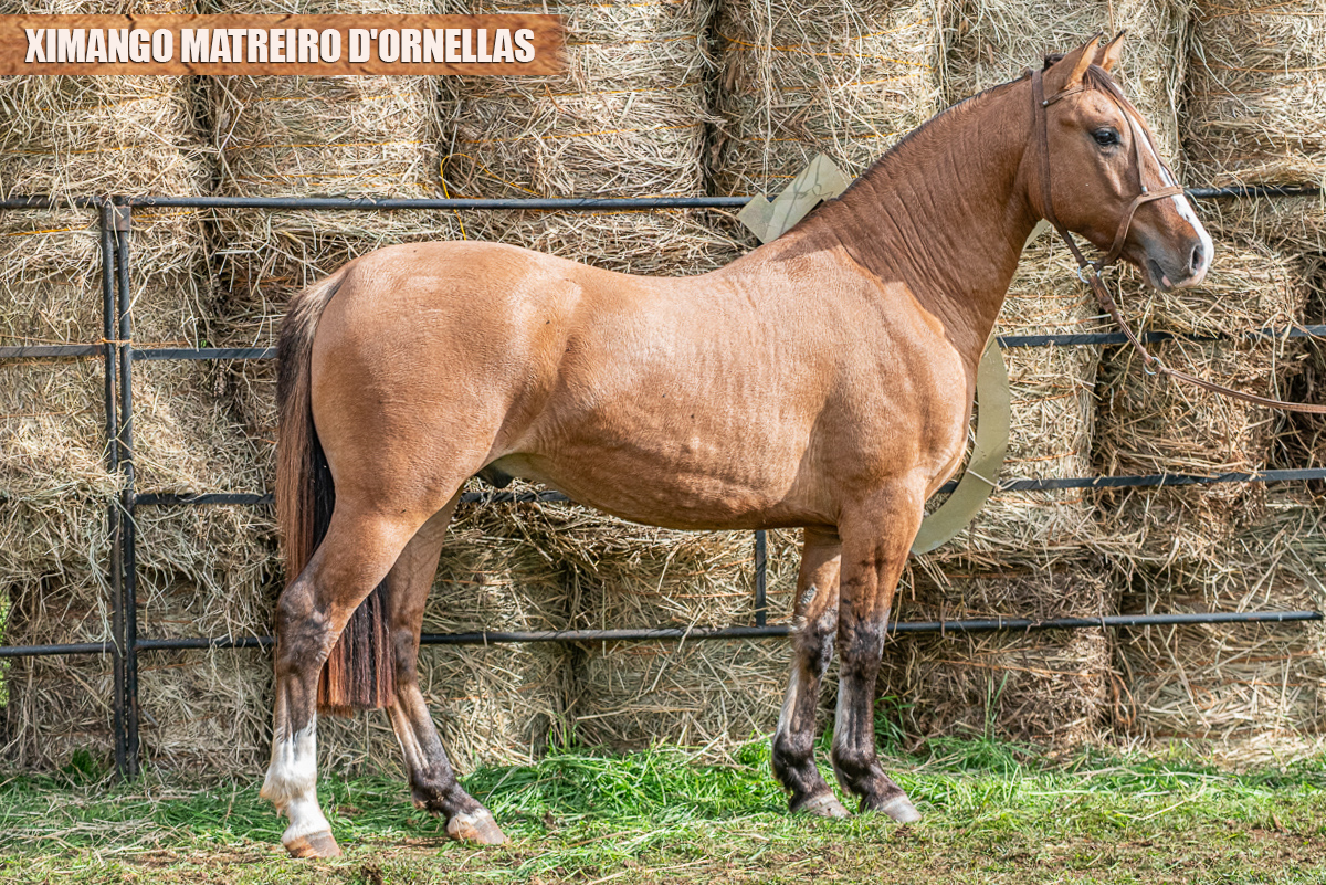 XIMANGO MATREIRO D'ORNELLAS