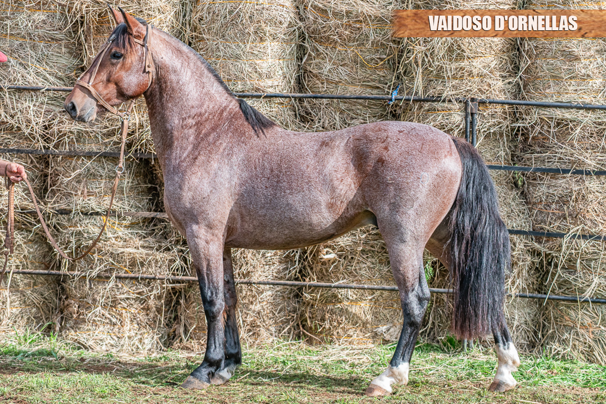 VAIDOSO D'ORNELLAS