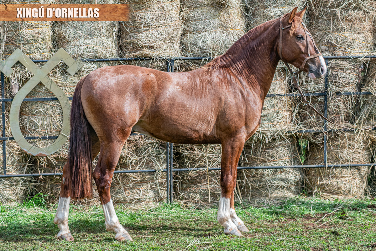 XINGÚ D'ORNELLAS