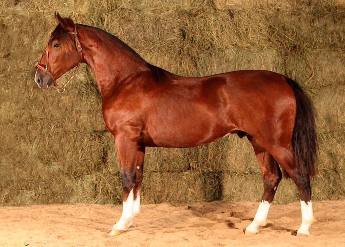 BASCO ESTIGMA