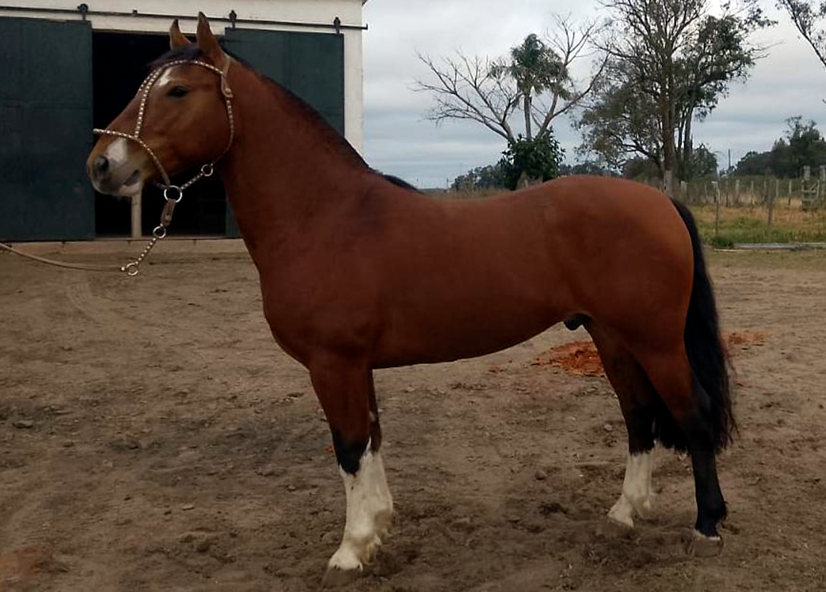 CAPANEGRA HINOJO-TE