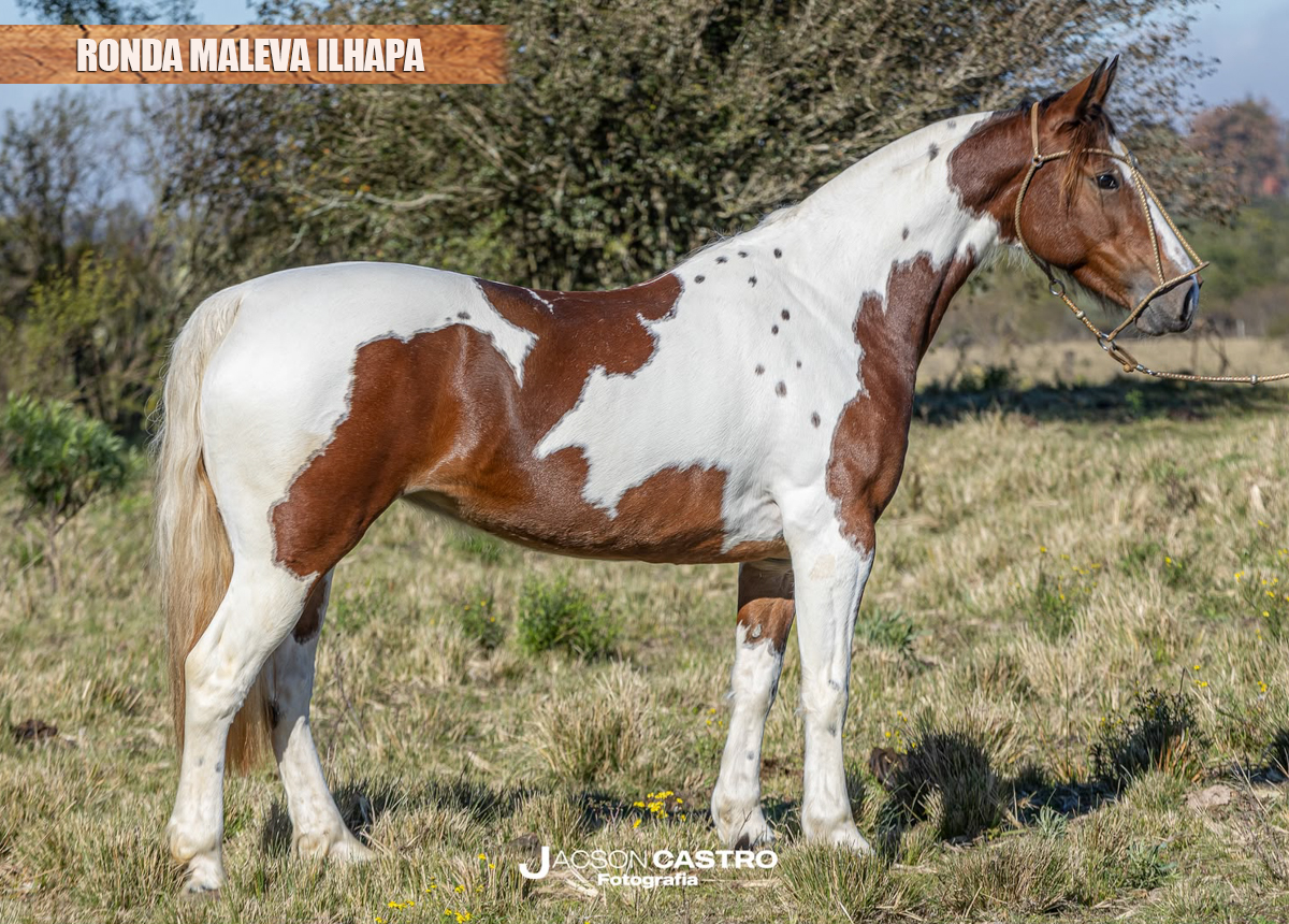 RONDA MALEVA ILHAPA