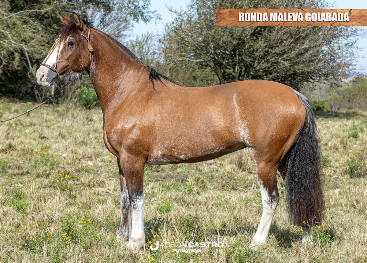 RONDA MALEVA GOIABADA
