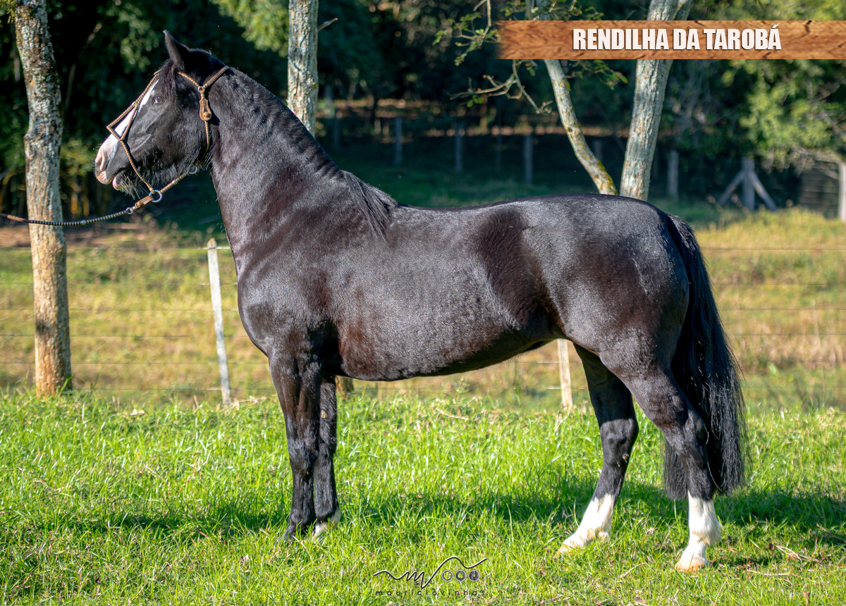 RENDILHA DA TAROBÁ