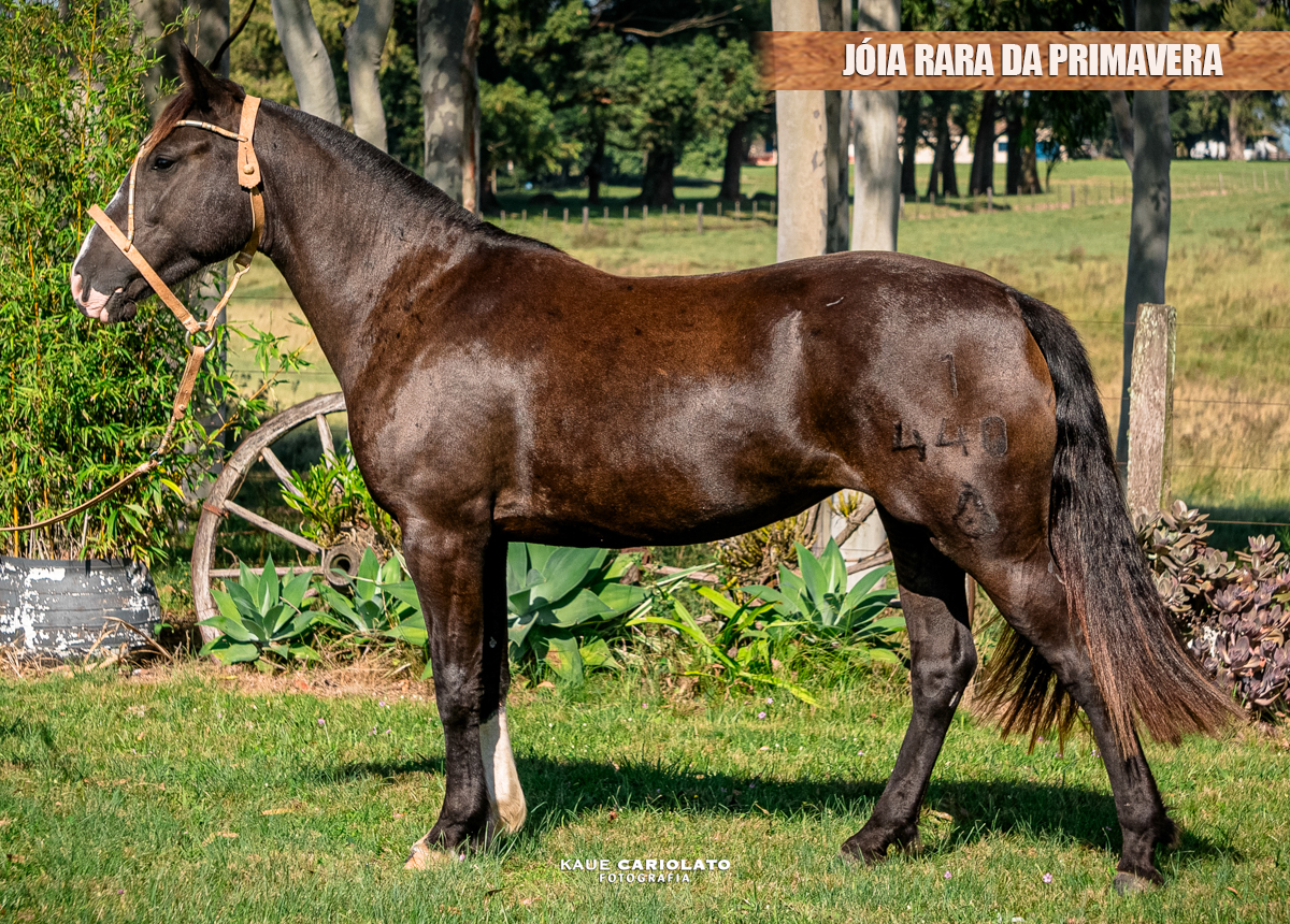 JÓIA RARA DA PRIMAVERA