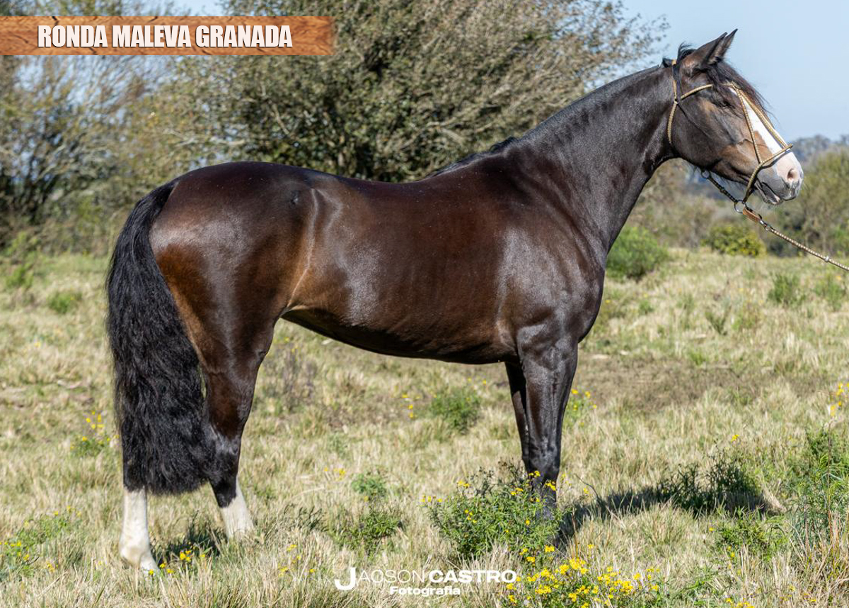 RONDA MALEVA GRANADA