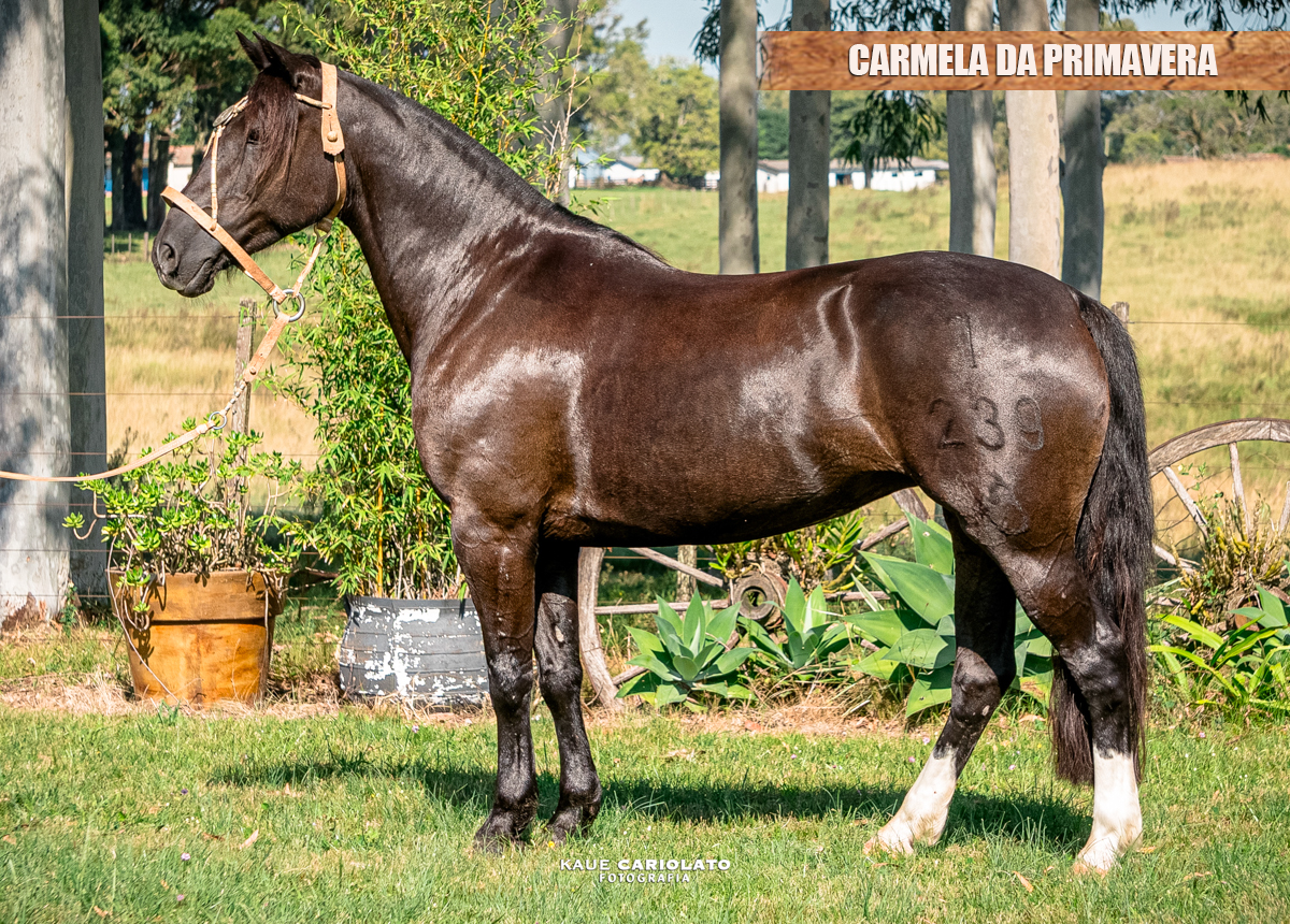 CARMELA DA PRIMAVERA