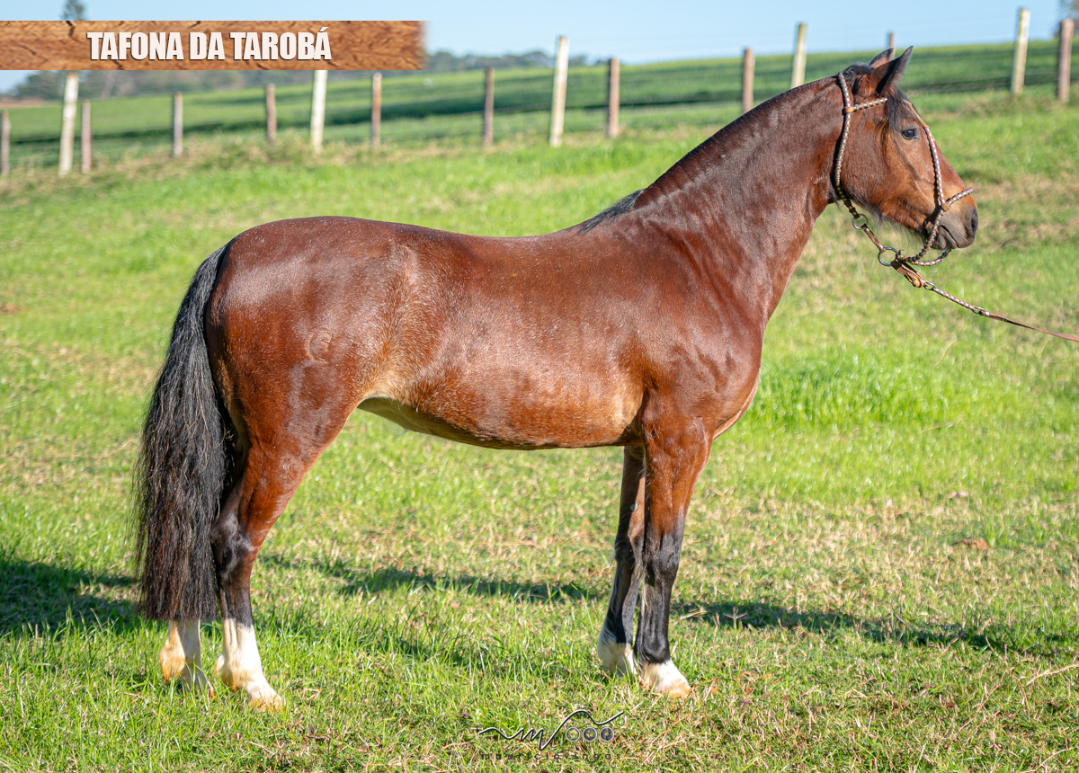 TAFONA DA TAROBÁ