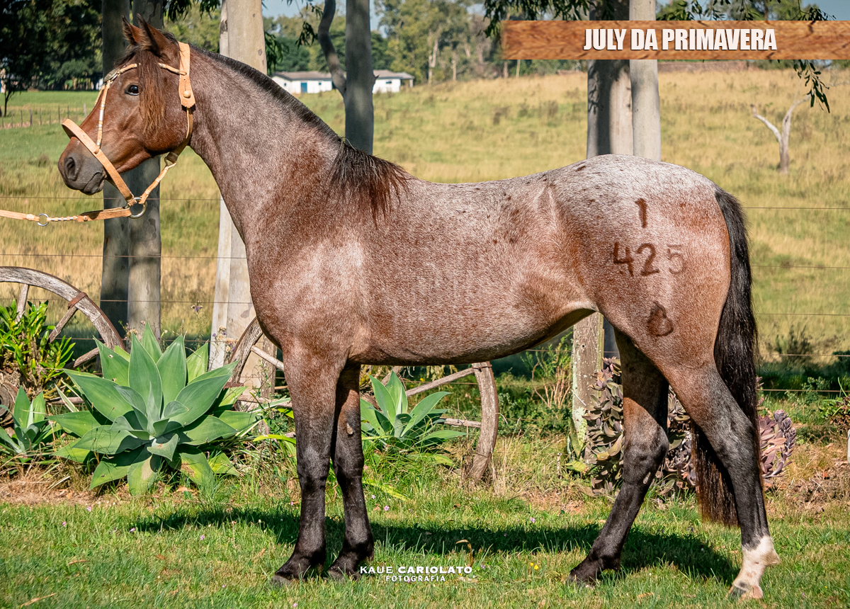 JULY DA PRIMAVERA