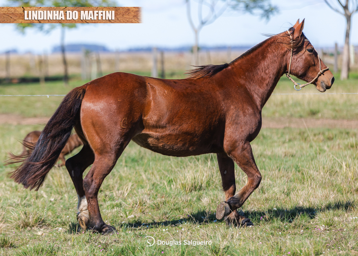 LINDINHA DO MAFFINI