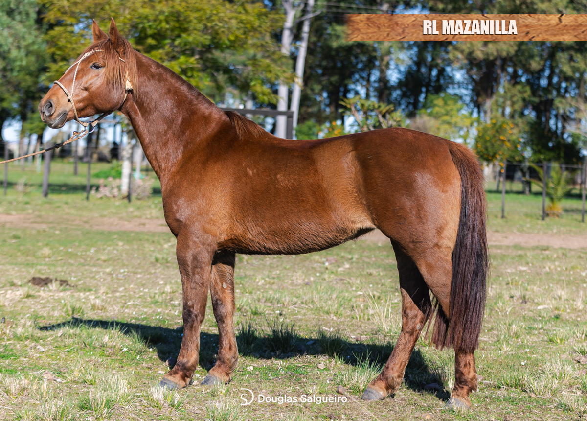RL MAZANILLA