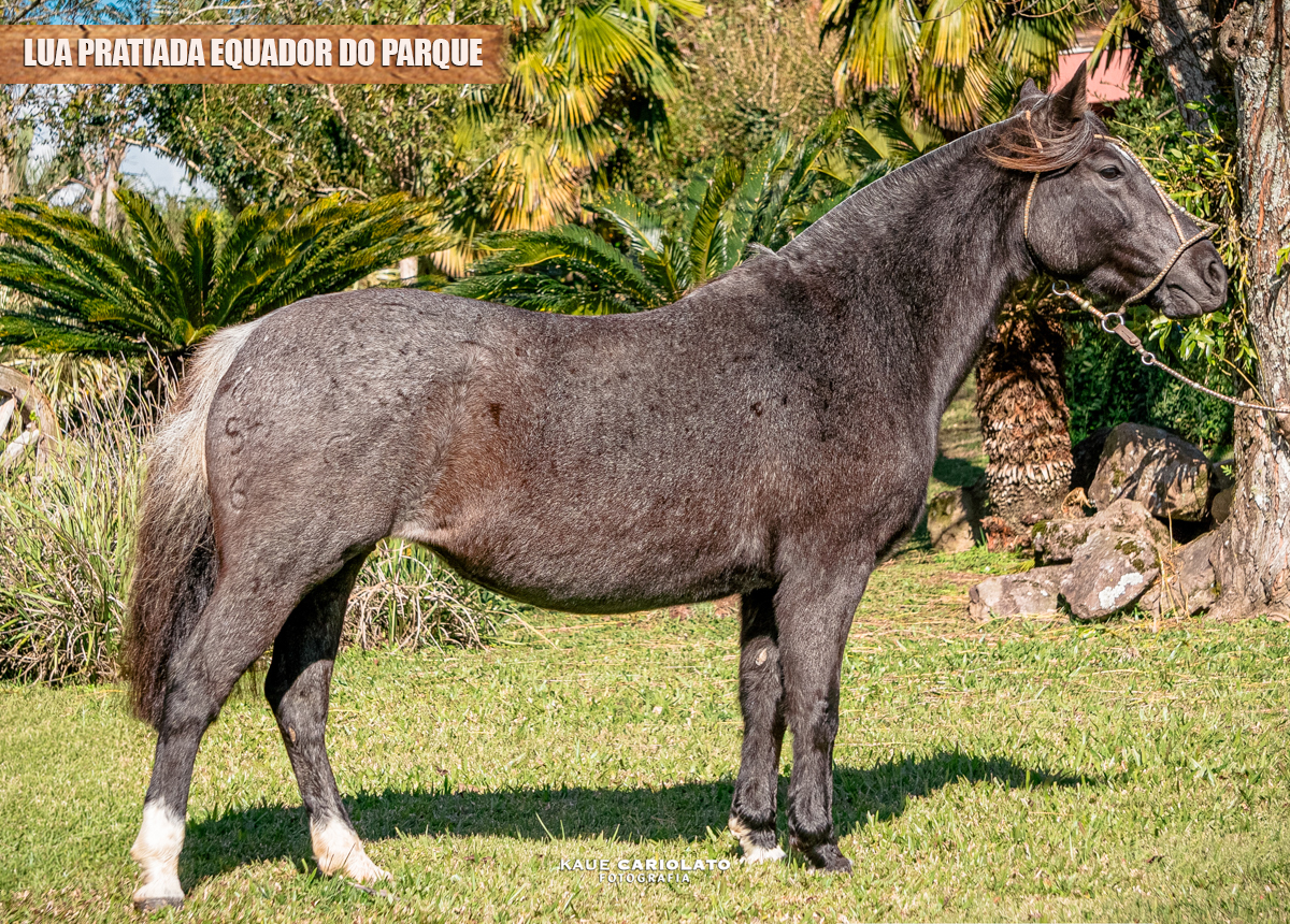 LUA PRATIADA EQUADOR DO PARQUE