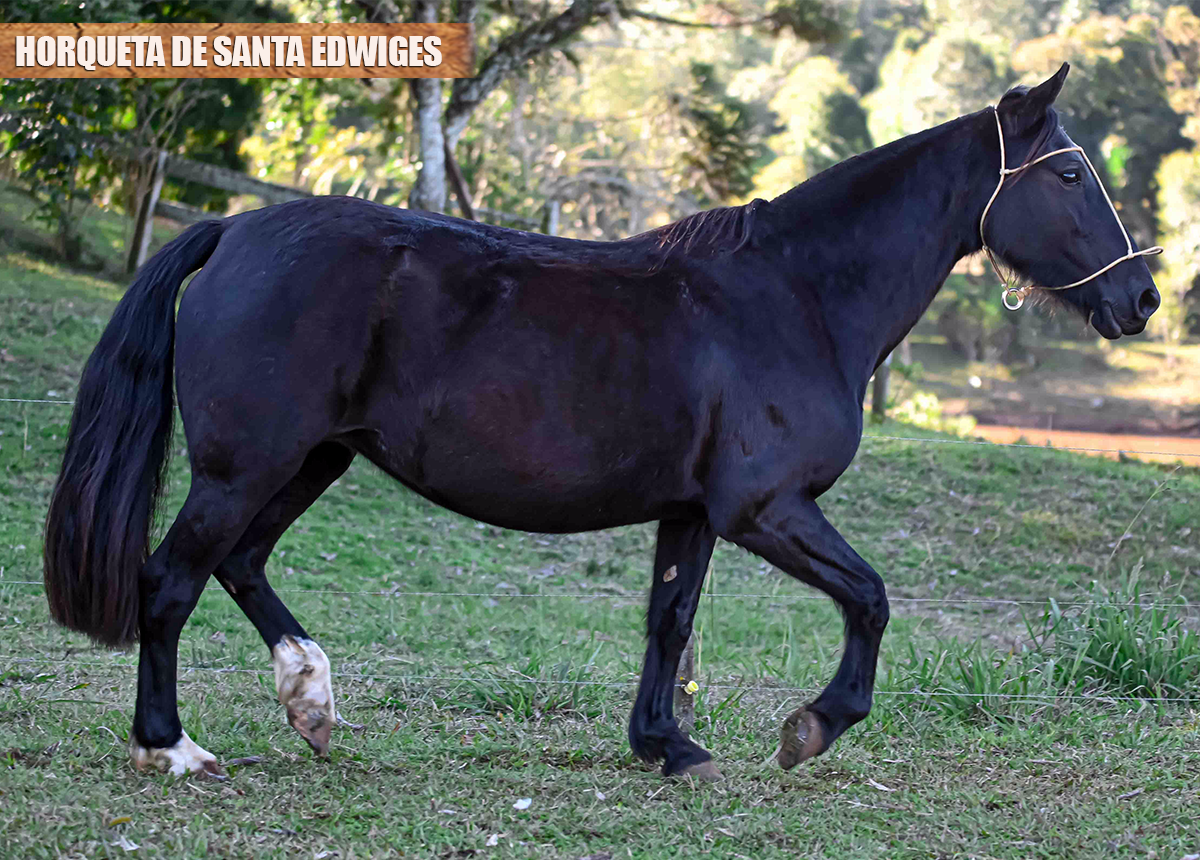 HORQUETA DE SANTA EDWIGES