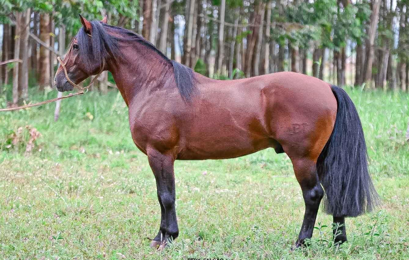BASCO HERÓI-TE