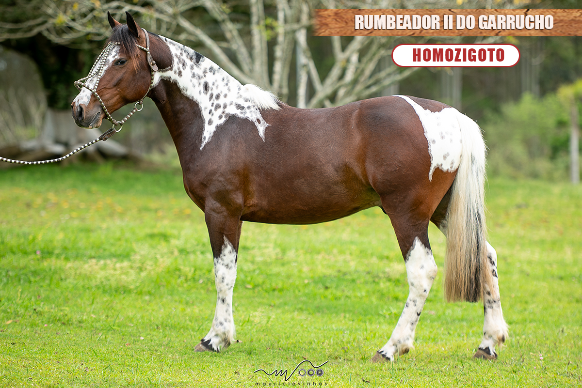 RUMBEADOR II DO GARRUCHO