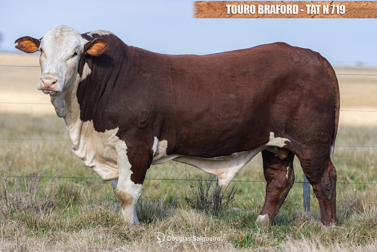 TOURO BRAFORD - TAT: N719