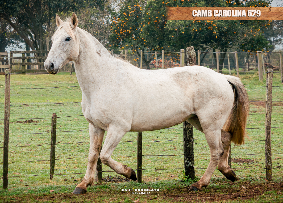 CAMB CAROLINA 629