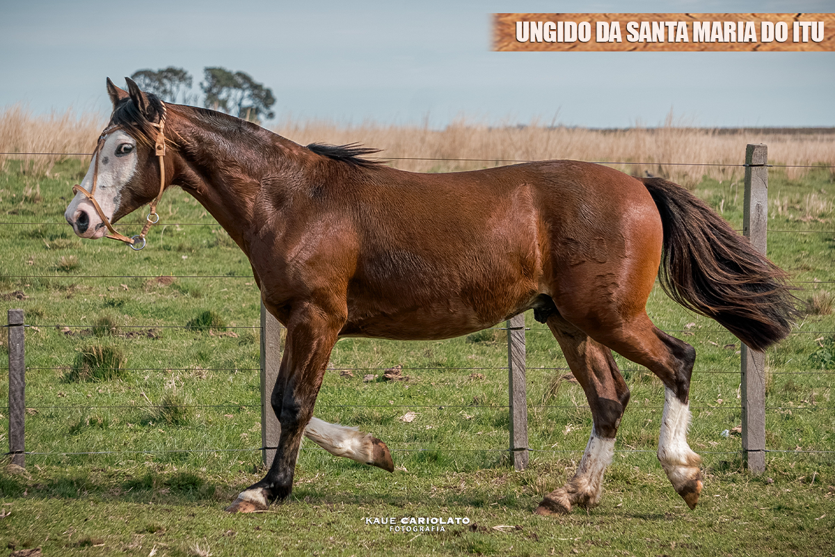 UNGIDO DA SANTA MARIA DO ITU