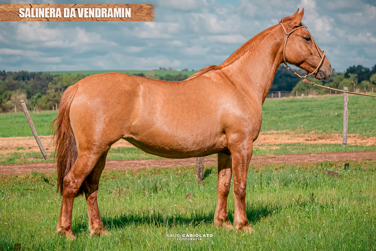 SALINERA DA VENDRAMIN