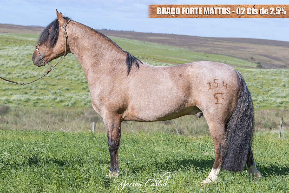 BRAÇO FORTE MATTOS - Cts de 2,5%