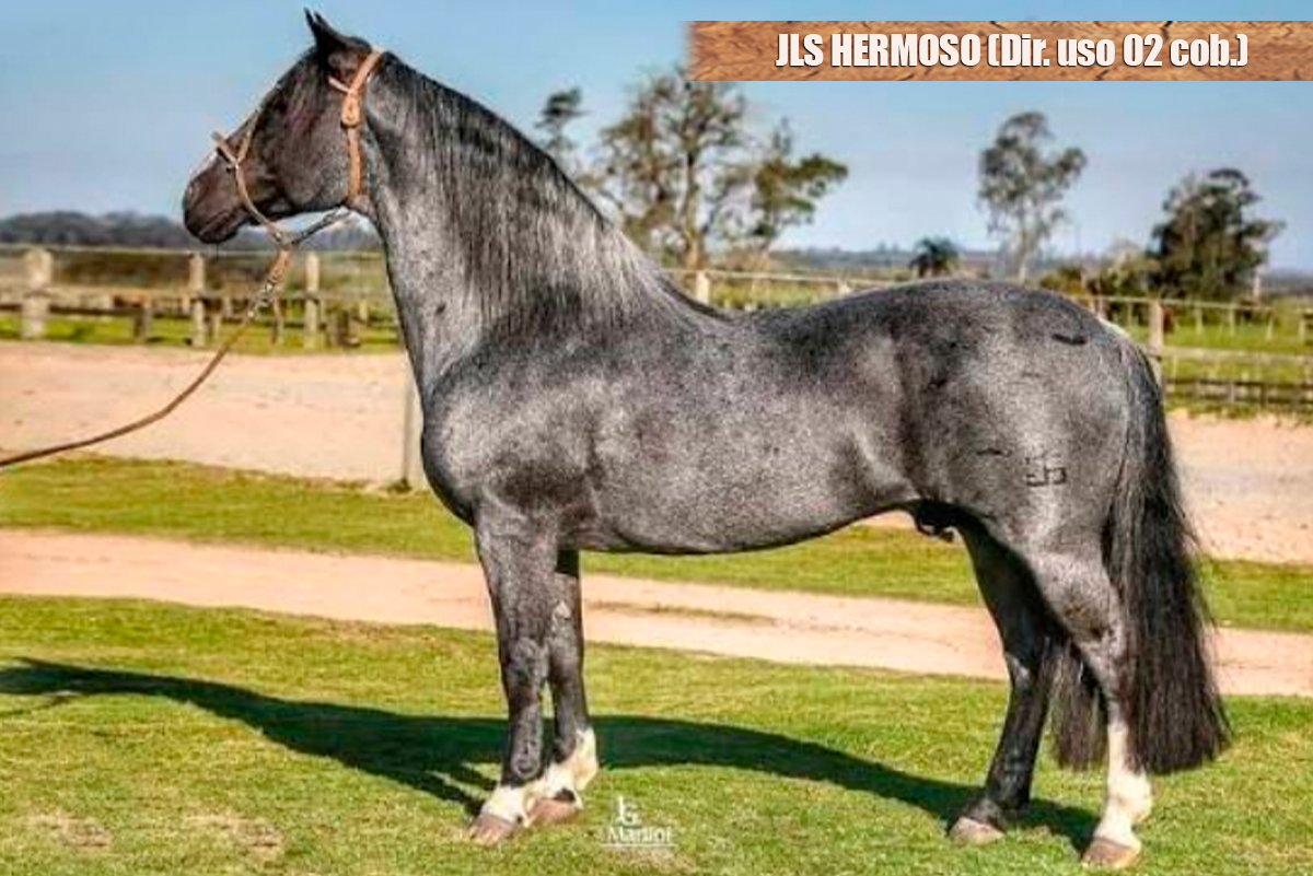 JLS HERMOSO (Dir. uso 03 cob.)