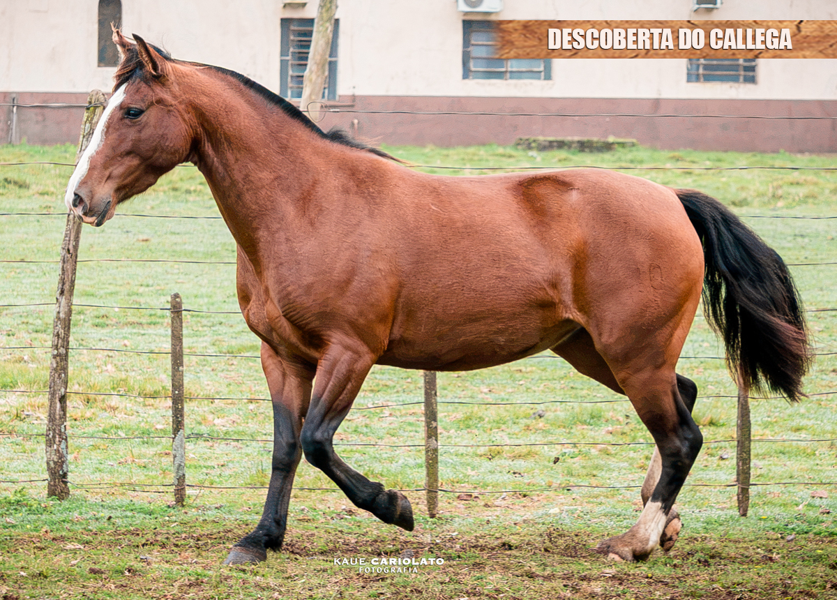 DESCOBERTA DO CALLEGA