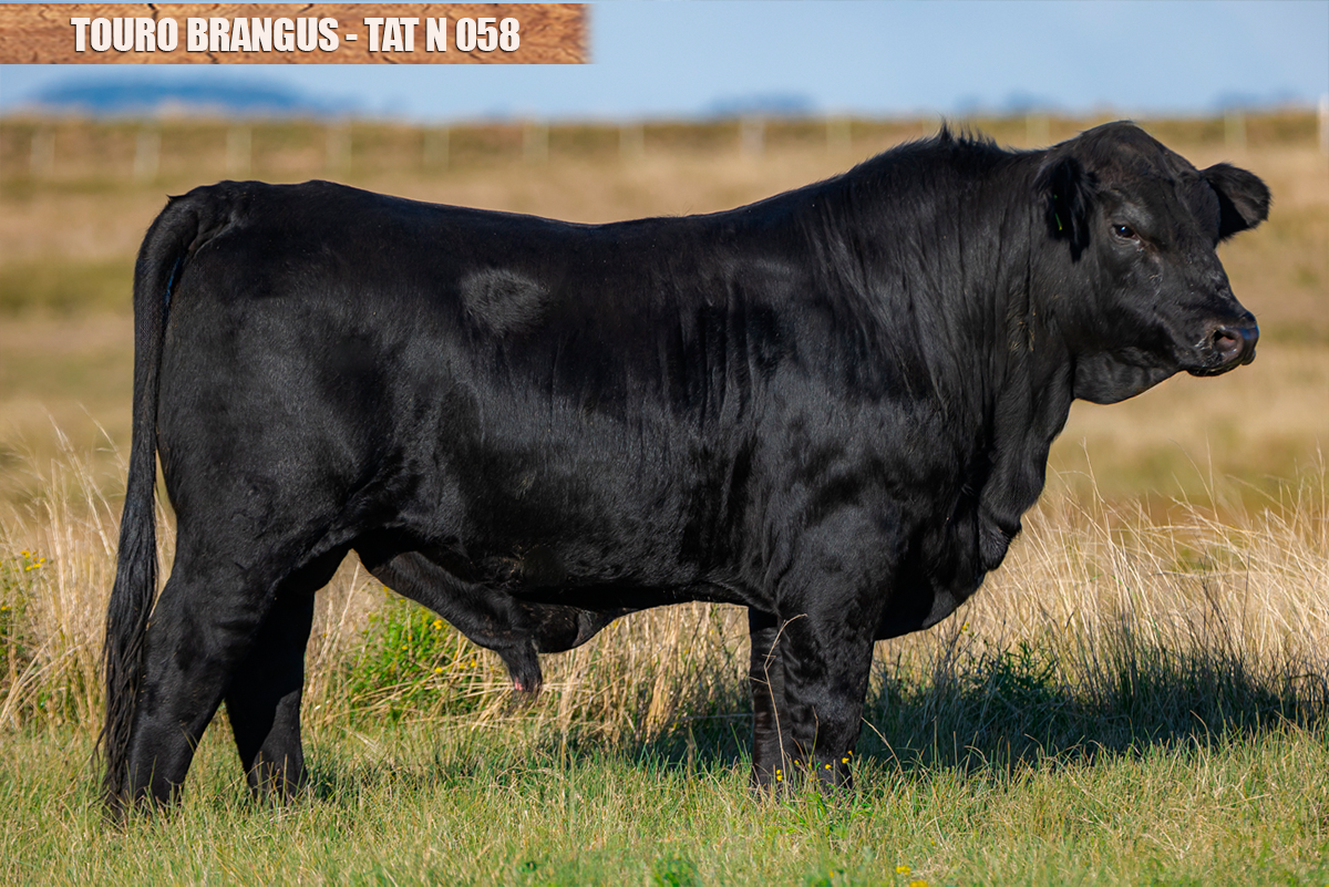 TOURO BRANGUS - TAT: N058