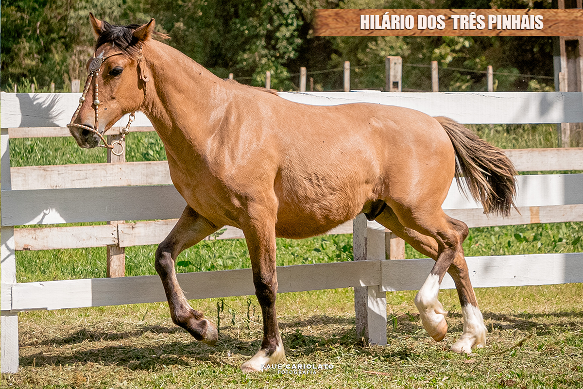 HILÁRIO DOS  TRÊS PINHAIS