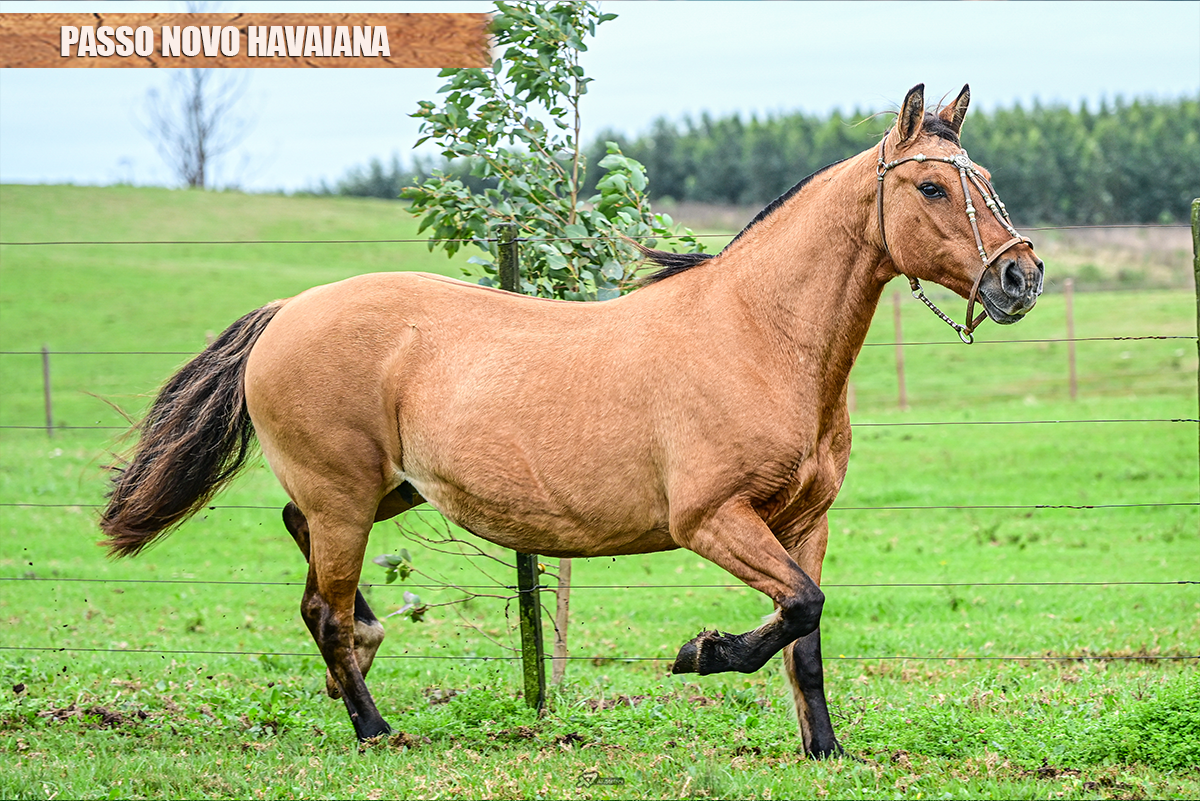 PASSO NOVO HAVAIANA