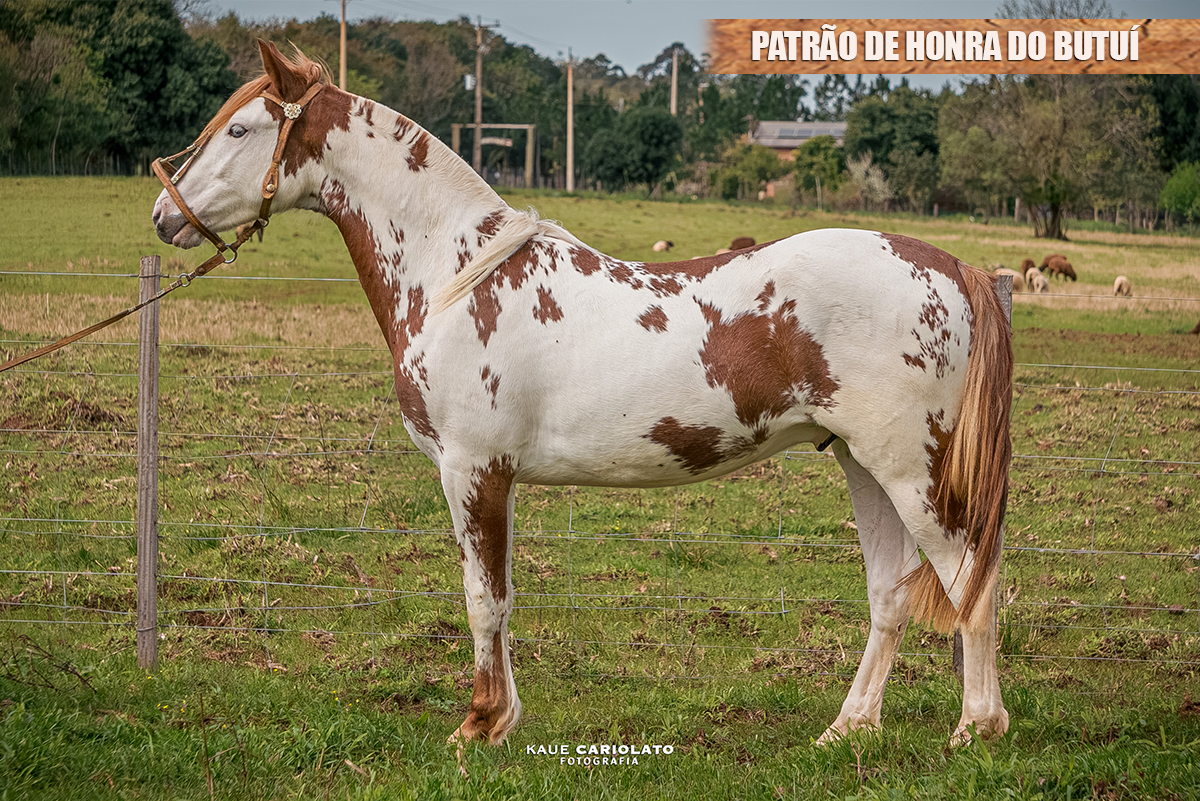 PATRÃO DE HONRA DO BUTUÍ