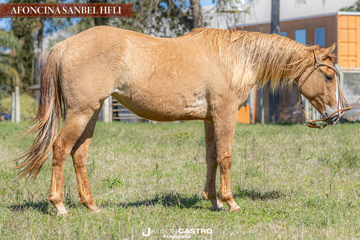 AFONCINA SANBEL HFLI - P434445