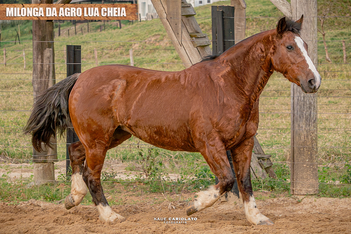 MILONGA DA AGRO LUA CHEIA