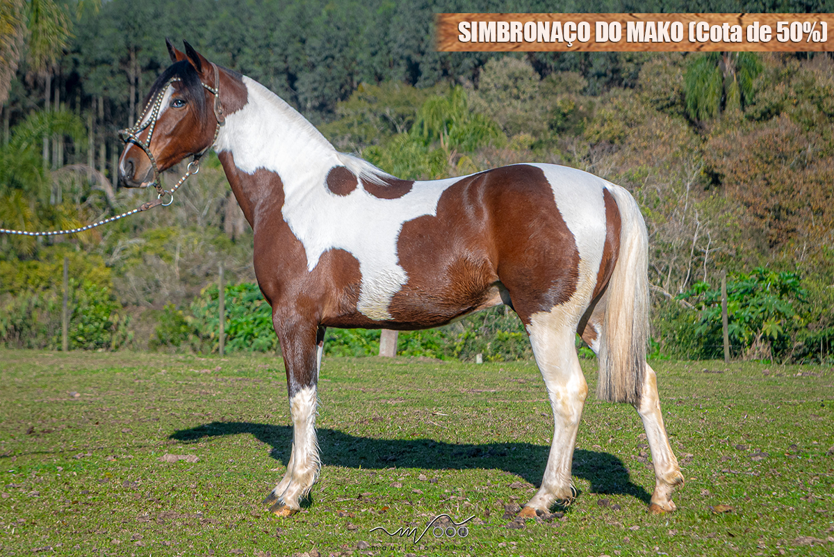 SIMBRONAÇO DO MAKO (Cota de 50%)
