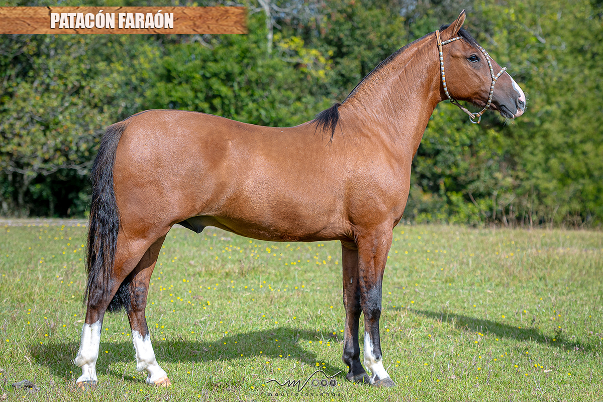 PATACÓN FARAÓN