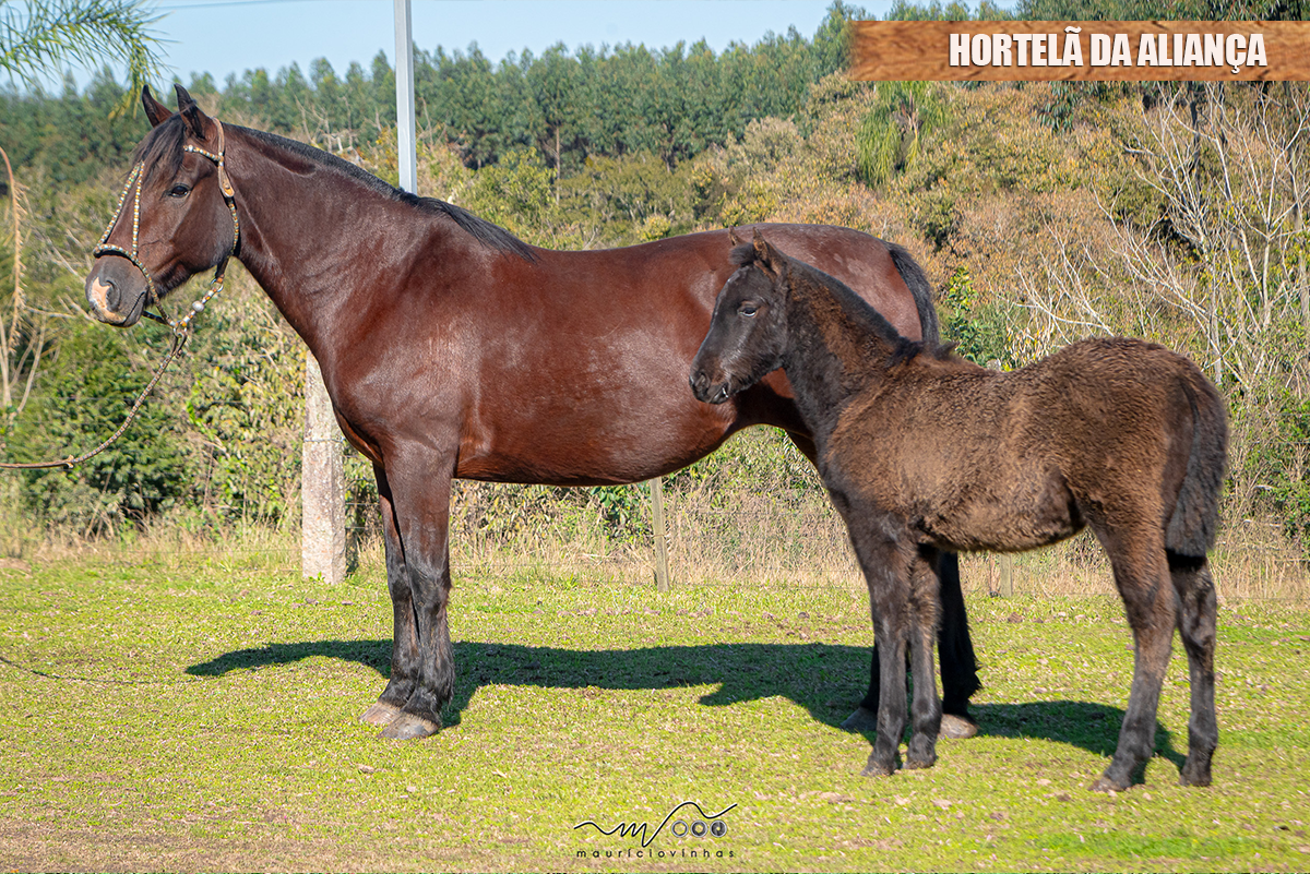 HORTELÃ DA ALIANÇA