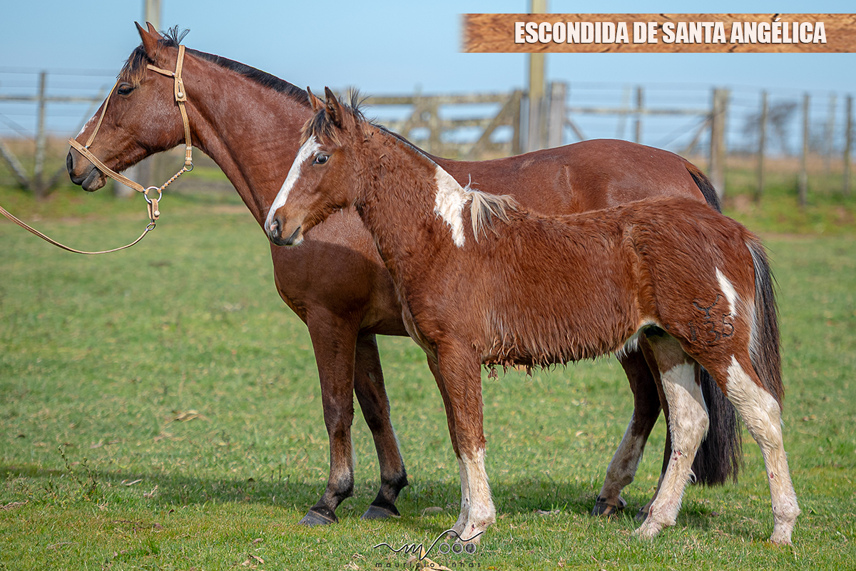 ESCONDIDA DE SANTA ANGÉLICA