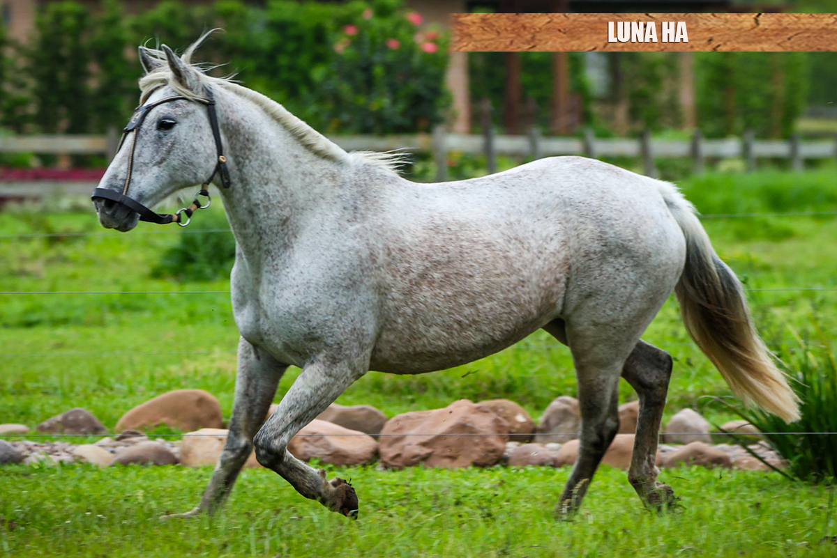 LUNA HA