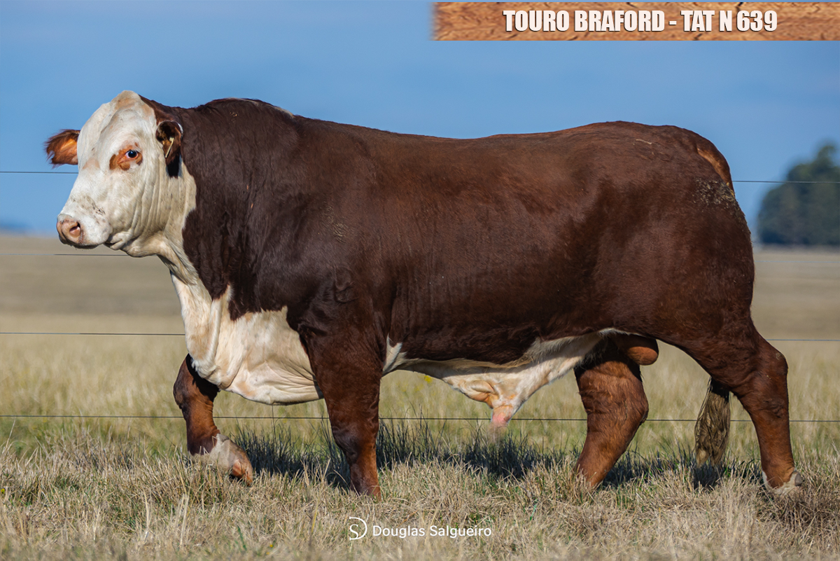 TOURO BRAFORD - TAT: N 639