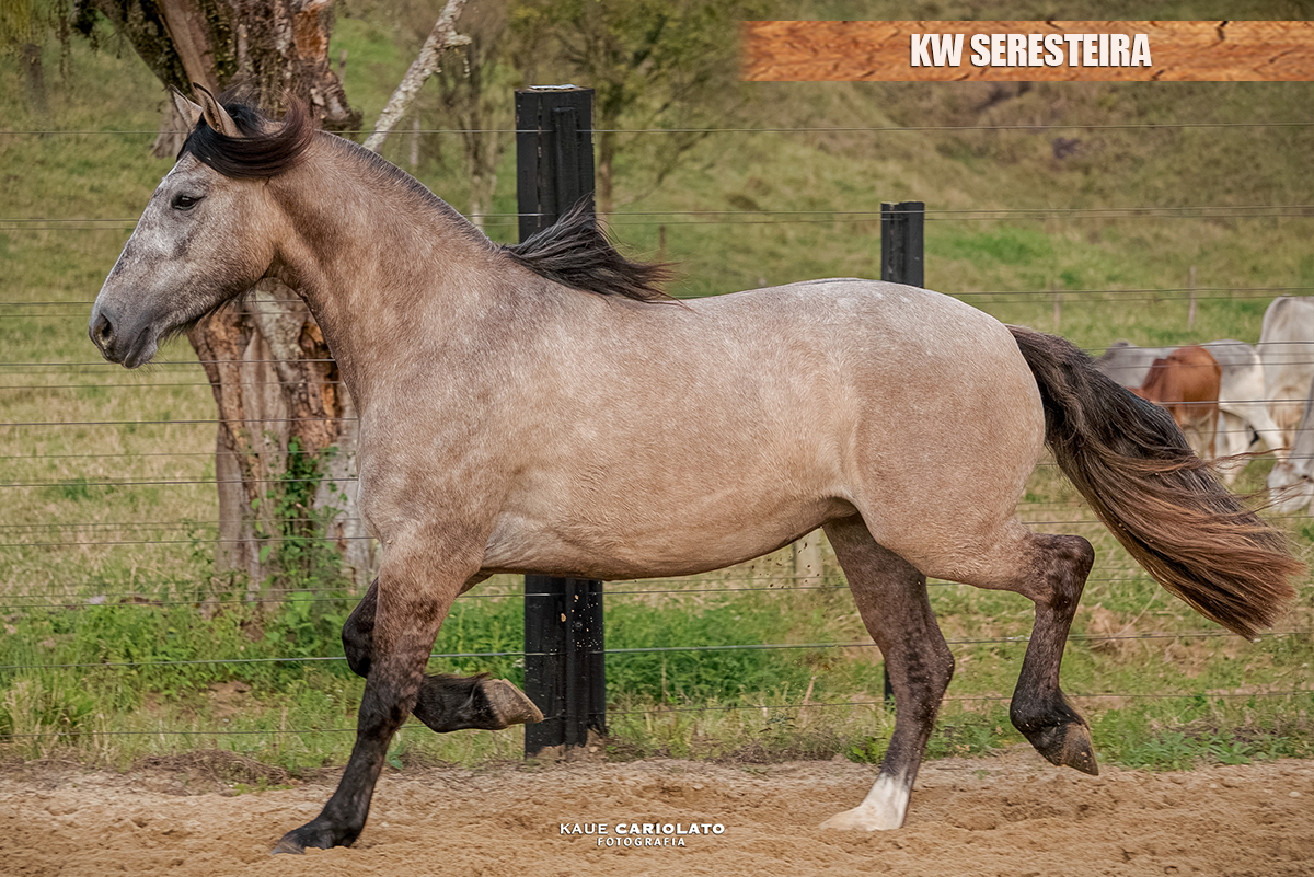 KW SERESTEIRA