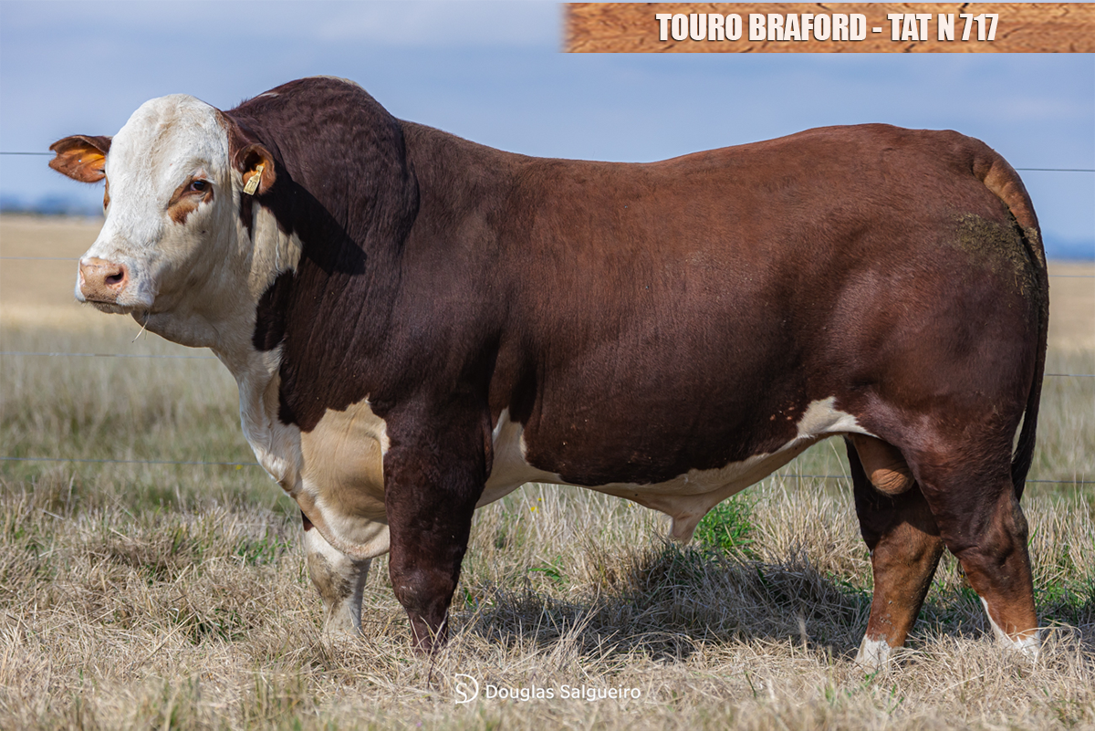 TOURO BRAFORD - TAT: N717