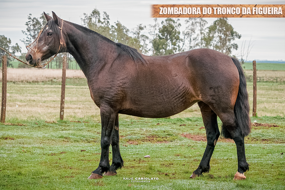 ZOMBADORA DO TRONCO DA FIGUEIRA