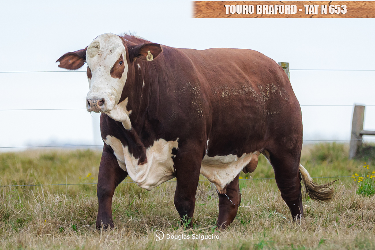 TOURO BRAFORD - TAT: N 653