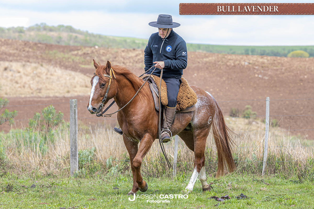 BULL LAVENDER - P396208