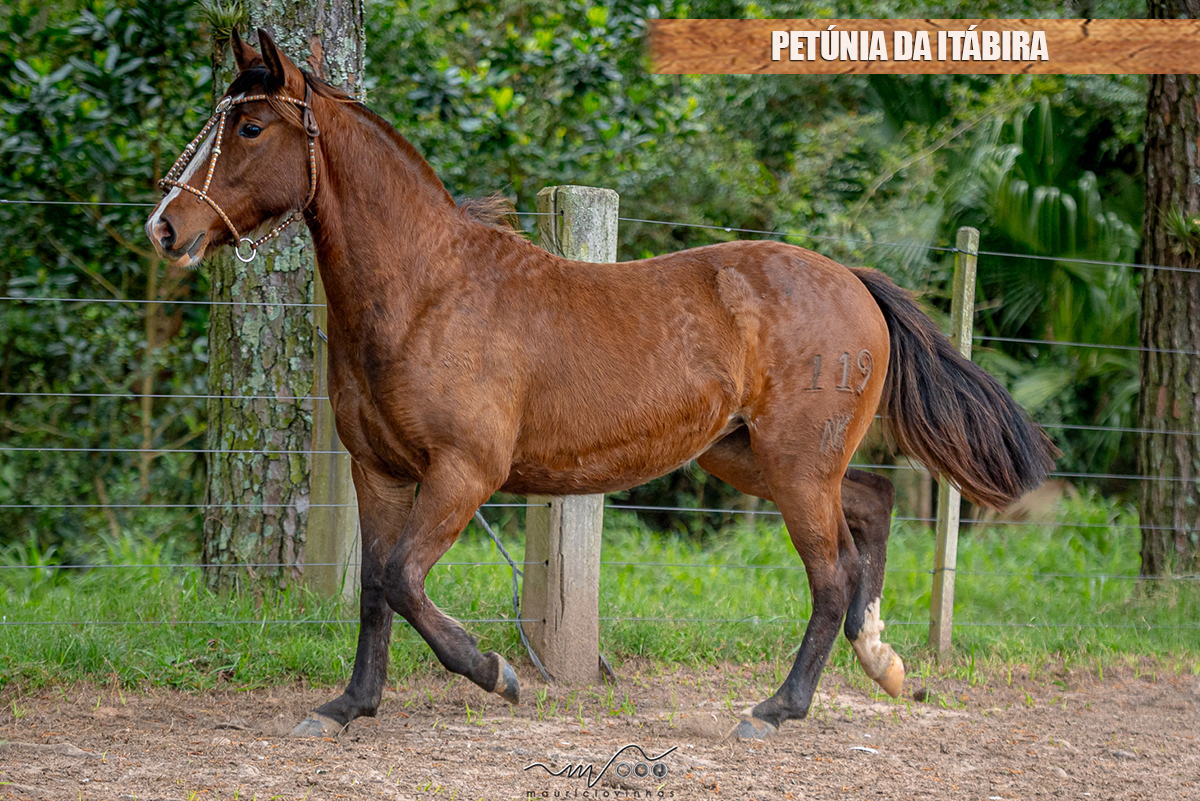 PETÚNIA DA ITÁBIRA