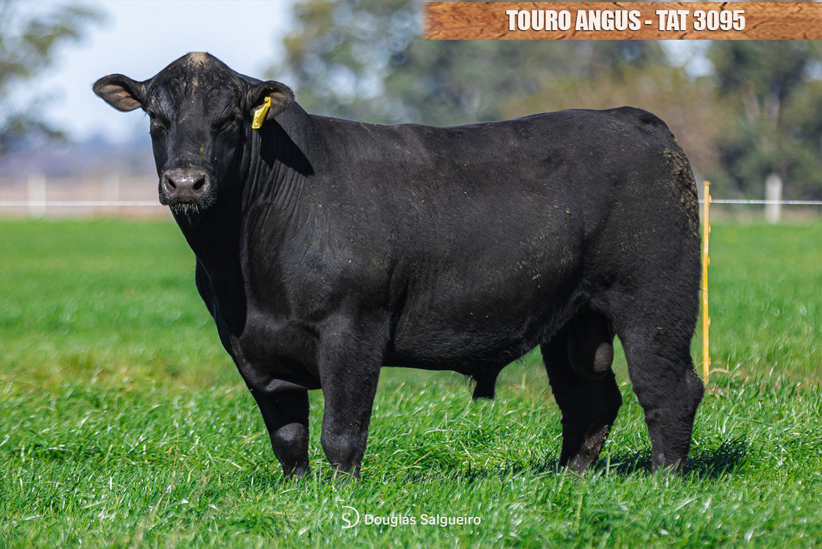 TOURO ANGUS - TAT: 3095