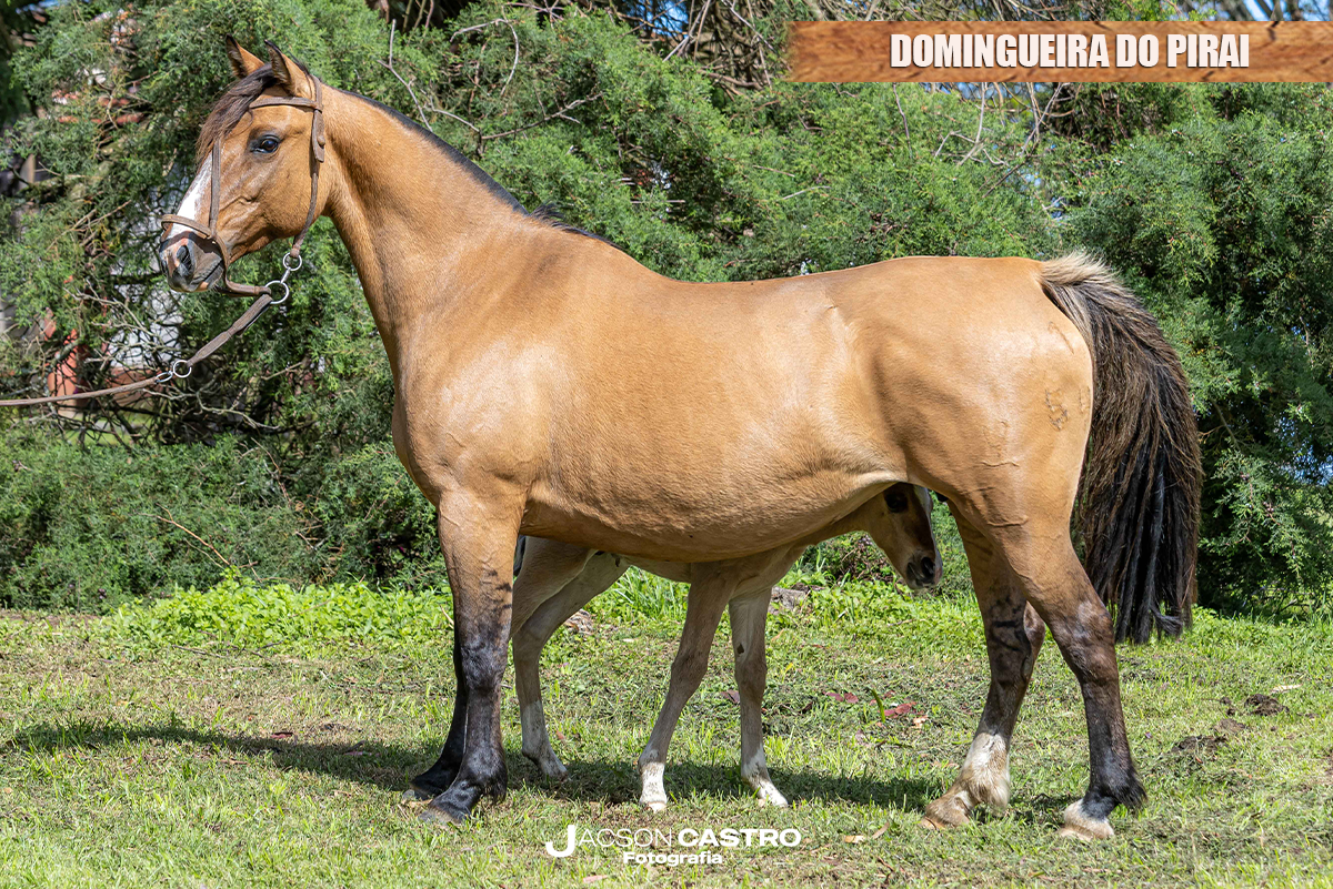DOMINGUEIRA DO PIRAI
