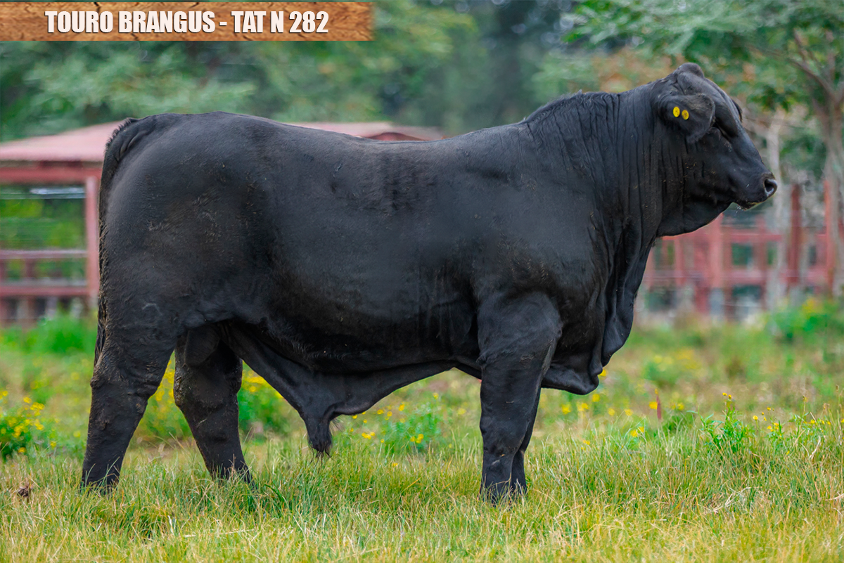 TOURO BRANGUS - TAT: N282