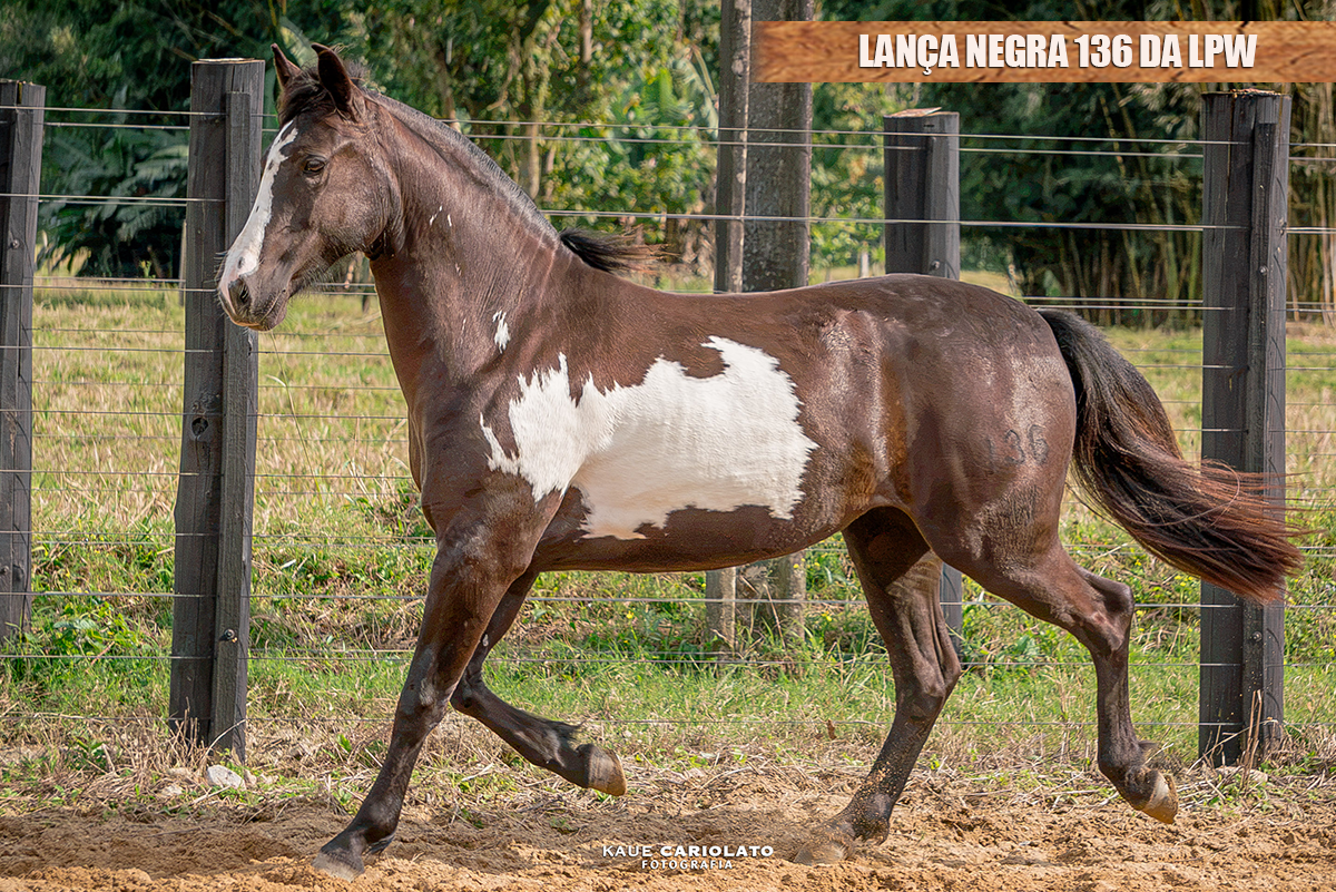 LANÇA NEGRA 136 DA LPW